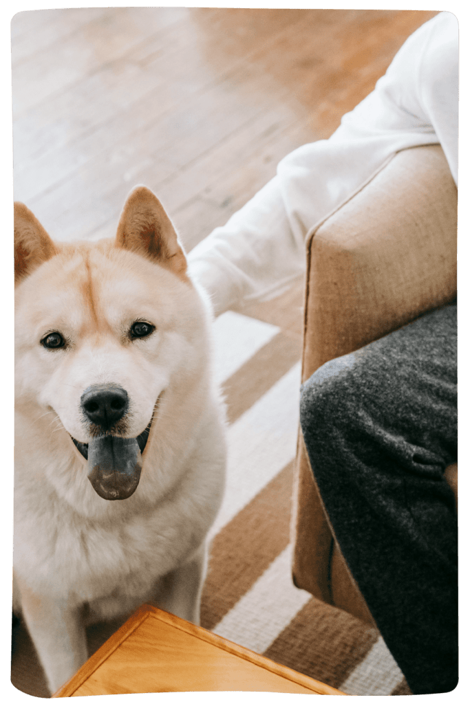 Label charte DoggyWorky employeur intégration chien au travail