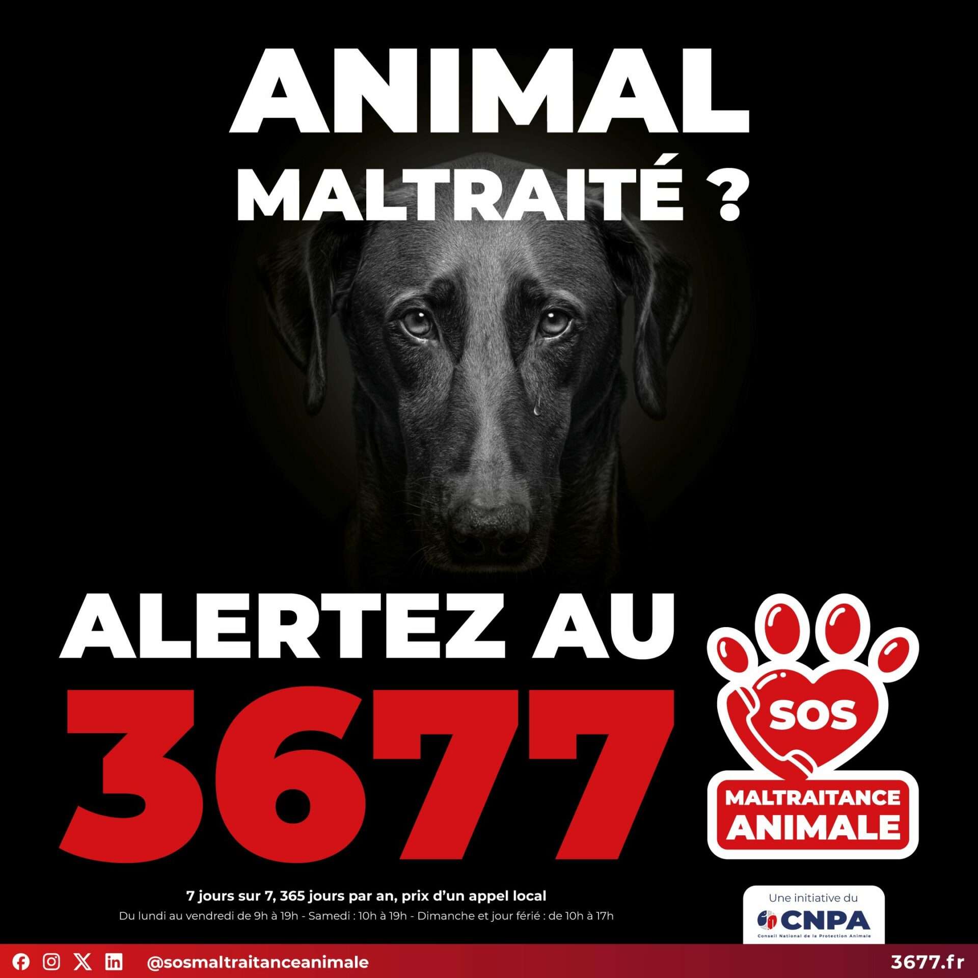 Découvrez le 36 77 : Le Nouveau Numéro pour Signaler les Cas de Maltraitance Animale