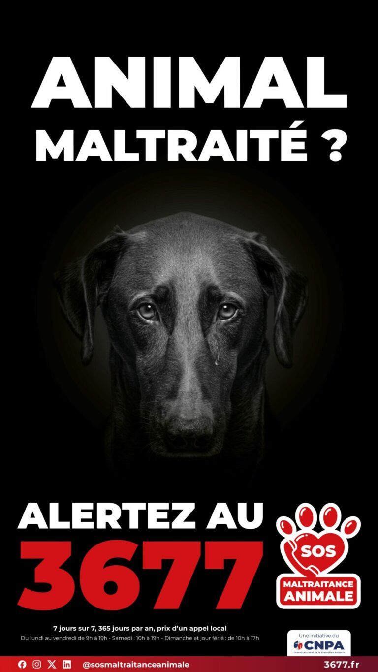 chien maltraité lutte contre maltraitance