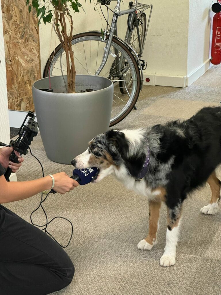 Elao Revka chien au travail