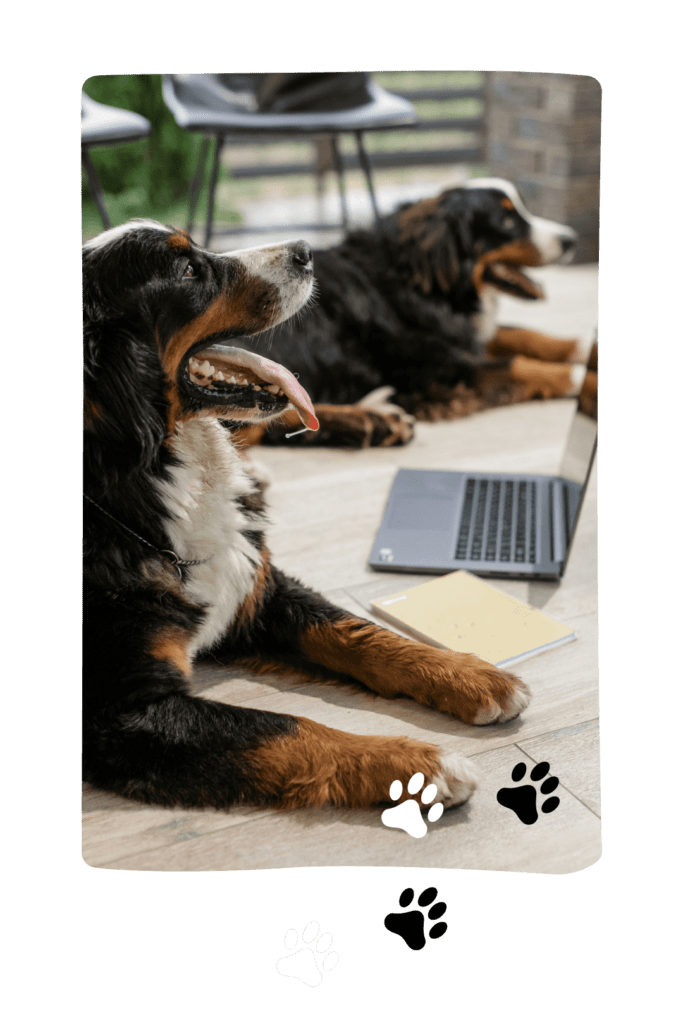 Formation en entreprise - DoggyWorky - chien au travail