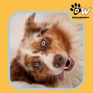 Santé DoggyWorky préoccupation première chien au travail