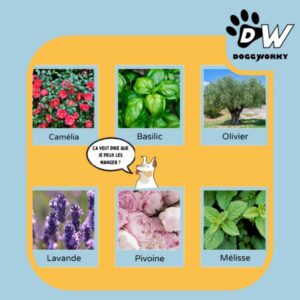 Guide plantes bureau dog-friendly chien au travail QVT sécurité danger prévention des risques