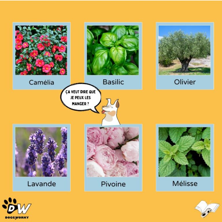 Plantes extérieures compatibles bureau dog-friendly DoggyWorky chien au travail