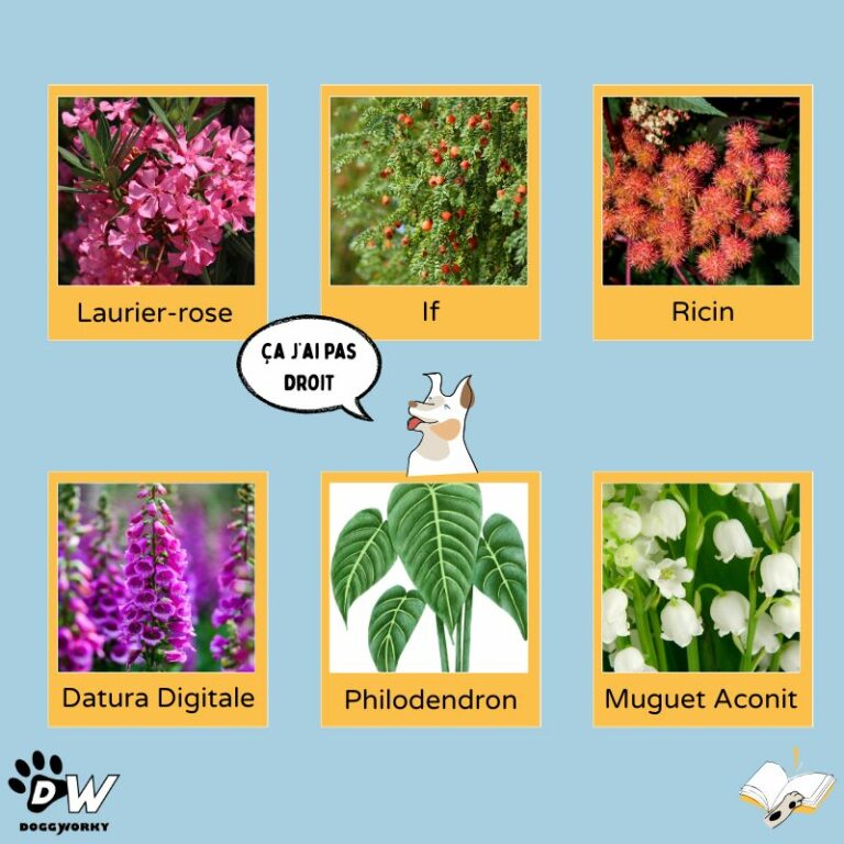 Plantes extérieures toxiques bureau dog-friendly DoggyWorky chien au travail