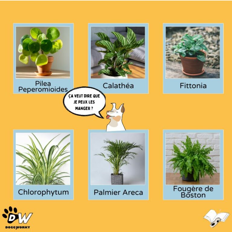 Plantes intérieur compatibles bureau dog-friendly DoggyWorky chien au travail