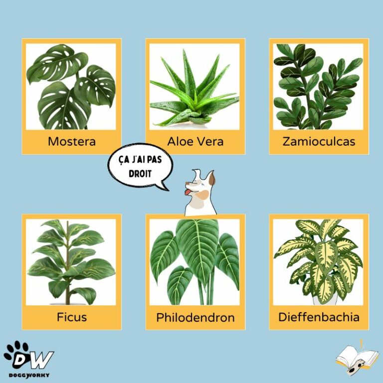 Plantes intérieur interdites bureau dog-friendly DoggyWorky chien au travail