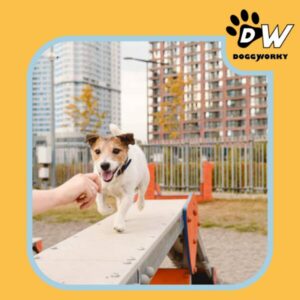 Ville dog-friendly entreprise QVT chien au travail