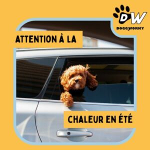Chien au bureau en été attention à la chaleur et à la déshydratation