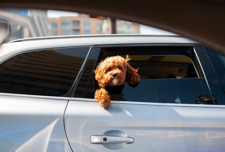 Chien au bureau en été - attention à la chaleur voitures