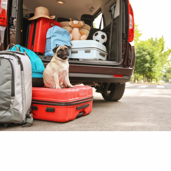Travailler avec son chien s’est aussi partir en vacances avec lui