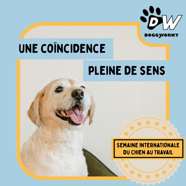 Semaine internationale chien au travail - jour 1 QVCT