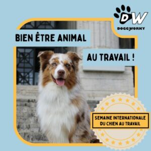 Semaine internationale chien au travail - jour 3 bien être animal