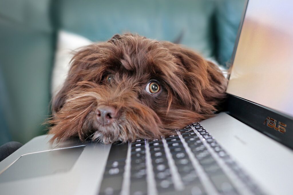 Chien au travail rétropédalage du télétravail