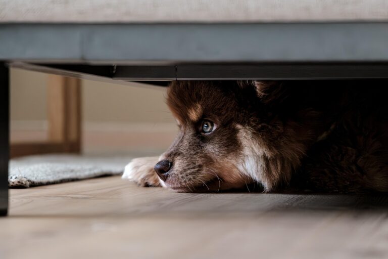 chien pipi au bureau ne pas gronder dog-at-work