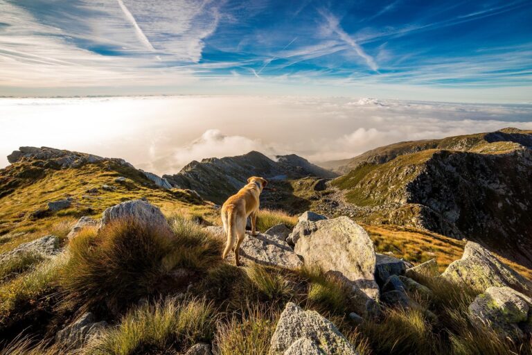 vacances dog-friendly randonée