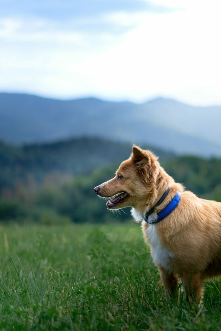 Toutou Sancy vacances dog-friendly chien au travail