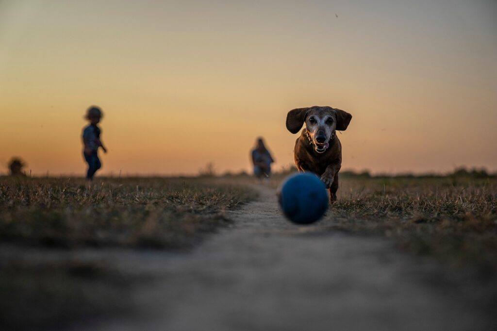 chien en vacances recommandations chien au travail