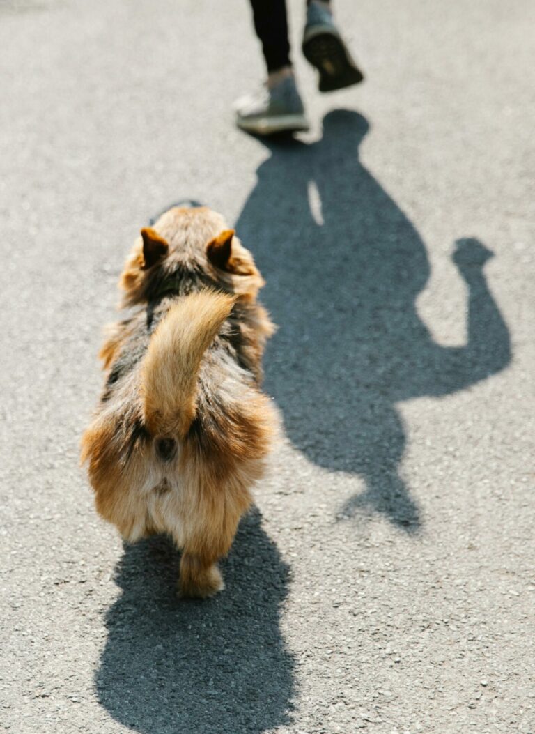 Chien au bureau en été attention à la chaleur et à la déshydratation coussinets