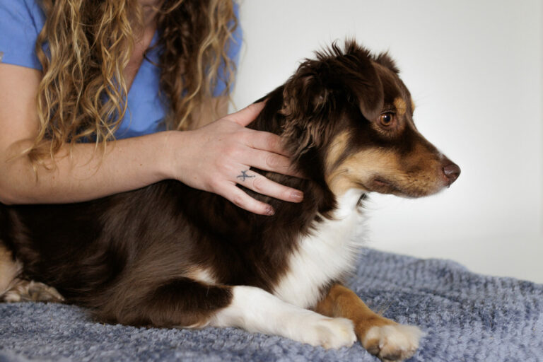 Ostéopathie chien bien être chien au travail santé mentale