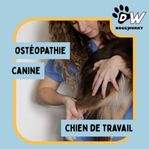 ostéopathie canine au travail un allié santé et bien-être